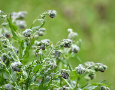 Vahşi doğada, Cynoglossum otlar arasında çiçek açar.