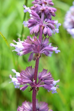 Vahşi doğada, Salvia verticillata otları arasında çiçek açar.