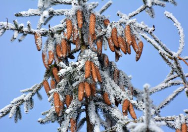 Külahlar ladin yeşil dalında yetişir..