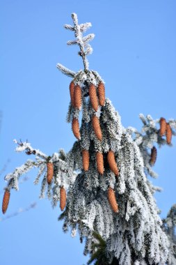 Külahlar ladin yeşil dalında yetişir..