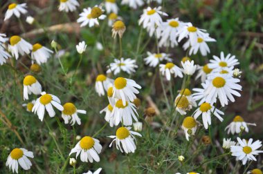 Papatya çayırlar arasında açar yabani otların arasında.