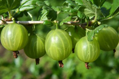 Böğürtlen dalları ve olgun meyveler.