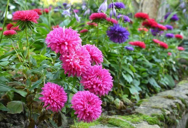 Dans Jardin Fleurit Sur Lit Fleurs Asters — Photo