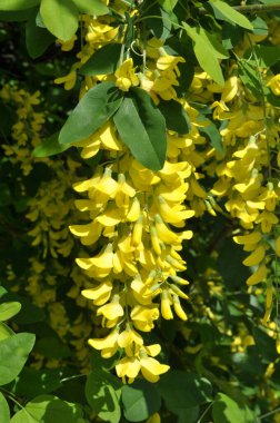 İlkbaharda, akasya sarı çalısı büyür ve çiçek açar (Caragana ağaçevi)