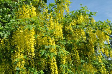 İlkbaharda, akasya sarı çalısı büyür ve çiçek açar (Caragana ağaçevi)