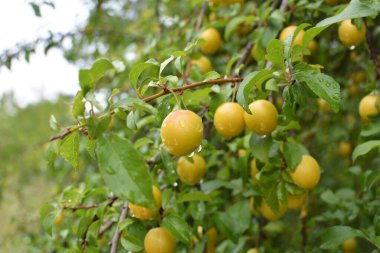 Ağacın dallarında olgunlaşmış erik meyveleri (Prunus cerasifera)).