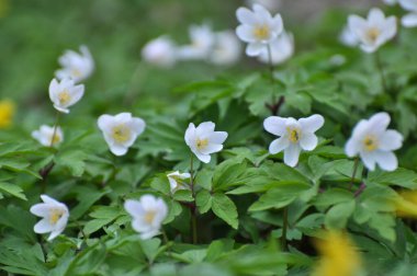 Ormanın vahşi yaşamında erken bahar çiçekleri. İlkbahar bitkisi Anemone nemorosa.
