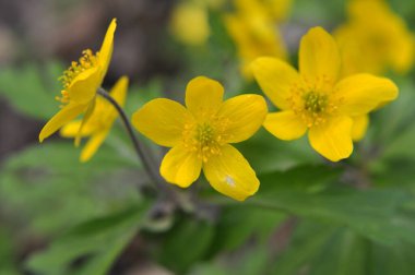İlkbaharda vahşi ormanda anemon sarısı açar (Anemone ranunculoides).