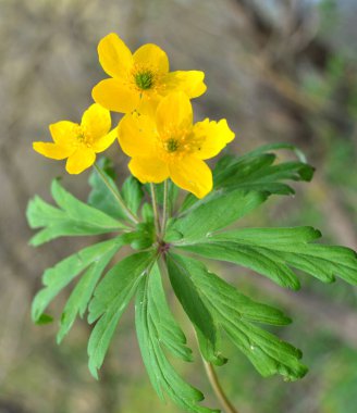 İlkbaharda vahşi ormanda anemon sarısı açar (Anemone ranunculoides).
