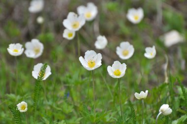 İlkbaharda vahşi doğada, ormanda Anemone Sylvestris çiçek açar.