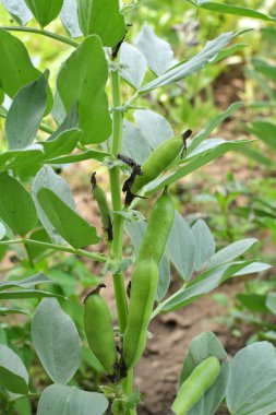 Fasulyenin sapında (Vicia faba) olgun yeşil kozalar vardır.