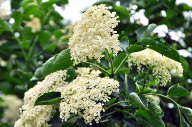 In spring, elderberry blooms in the wild clipart