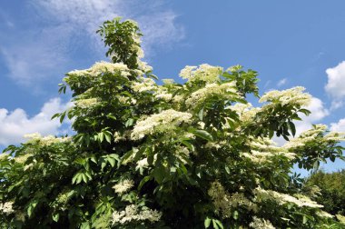 İlkbaharda, yaban mersini filizlenir.