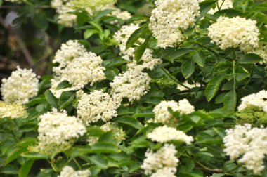 İlkbaharda, yaban mersini filizlenir.