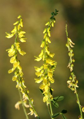 Melilot sarısı (Melilotus officinalis) yazın vahşi doğada açar.