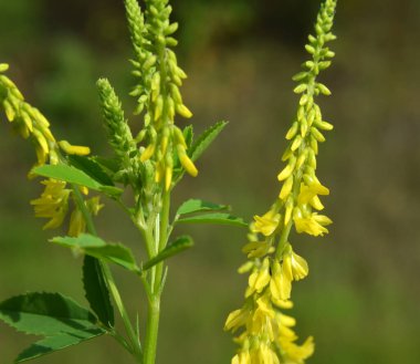 Melilot sarısı (Melilotus officinalis) yazın vahşi doğada açar.