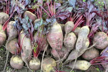 Kırmızı pancar hasadı tarlada yatıyor..