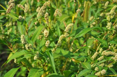 Ot Persicaria lapathifolia tarlaların arasında yetişir..