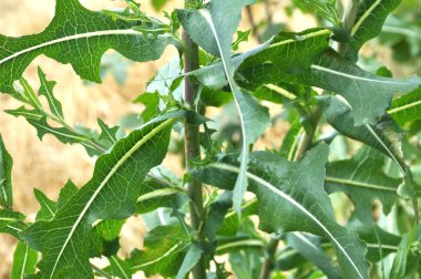 Yazın doğada yetişir Lactuca serriola