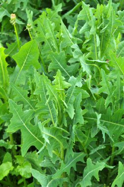 Yazın doğada yetişir Lactuca serriola