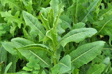 Yazın doğada yetişir Lactuca serriola