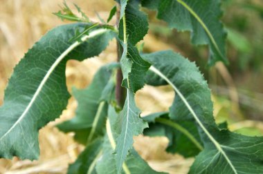 Yazın doğada yetişir Lactuca serriola