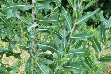 Yazın doğada yetişir Lactuca serriola