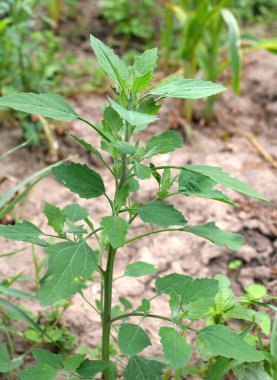 Doğada, alan bir haç yetiştirir (Chenopodium albümü)