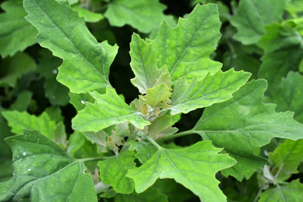 Természetben Mező Egy Orach Chenopodium Album — Stock Fotó