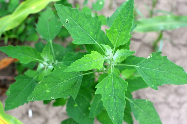 Doğada, alan bir haç yetiştirir (Chenopodium albümü)