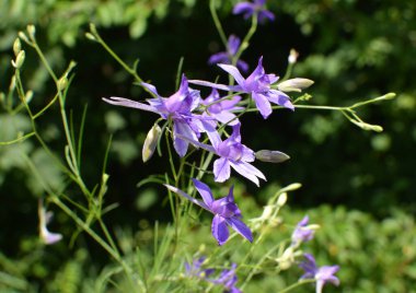 Consolida regalis tarlada ekinlerin arasında çiçek açıyor.