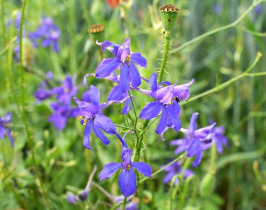 Consolida regalis tarlada ekinlerin arasında çiçek açıyor.