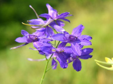 Consolida regalis tarlada ekinlerin arasında çiçek açıyor.