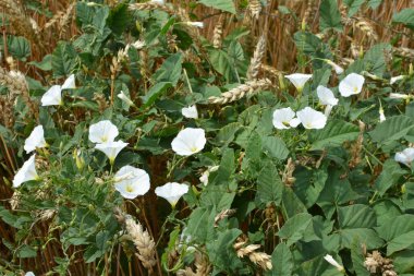 Konvolvulus arvensis tarlada büyür ve çiçek açar.