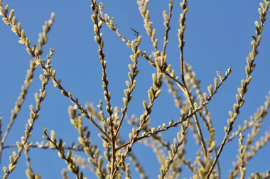 Çiçek açmadan önce tomurcuklu söğüt (tükürük caprea) dalları
