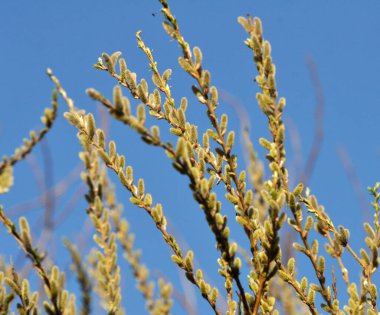 Çiçek açmadan önce tomurcuklu söğüt (tükürük caprea) dalları