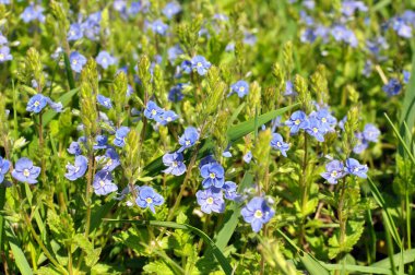 Baharda, Veronica Chamaedrys vahşi doğada çiçek açar.