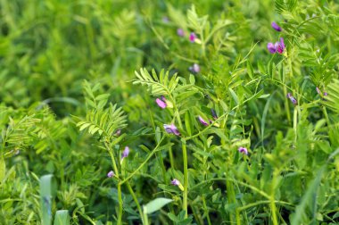 Vetch (Vicia sativa) bir tarlada yetişir.