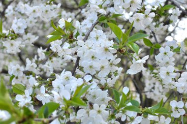 Baharda, kiraz beyazlar içinde çiçek açar.