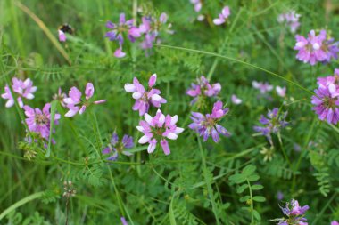 Doğada, Securigera varia yabani otlarda yetişir.