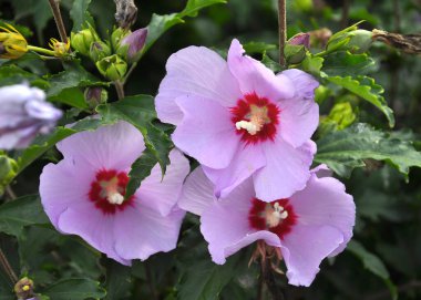 Yazın, doğada amber çiçeği açar.