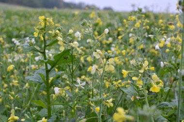 Yeşil organik gübre olarak kullanılacak olan tarlada hardal yetişiyor..