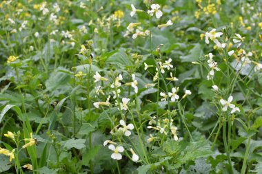 Yeşil organik gübre olarak kullanılacak olan tarlada hardal yetişiyor..