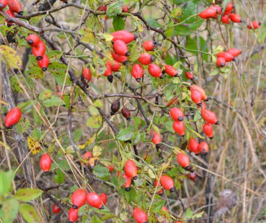 Kırmızı böğürtlenler bir köpek gül dalında olgunlaşır.