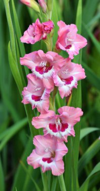 Yazın, gladiolus çiçek tarhında açar.