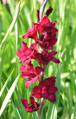 Yazın, gladiolus çiçek tarhında açar.