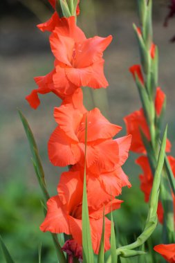 Yazın, gladiolus çiçek tarhında açar.