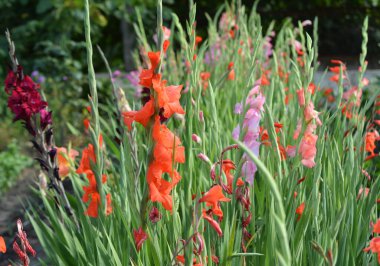 Yazın, gladiolus çiçek tarhında açar.
