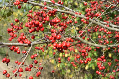 Olgun kırmızı dikenli dallar 