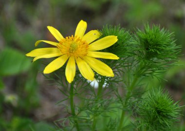 Adonis vernalis, dağlarda yetişir vahşi doğada.